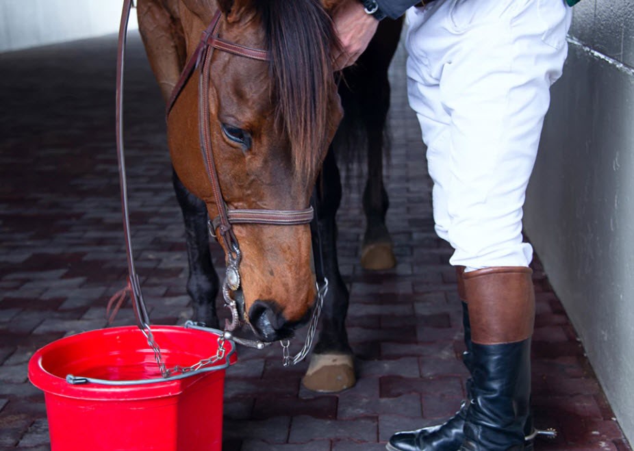 horse-feed Spring management tips for horses - Star Milling Co.